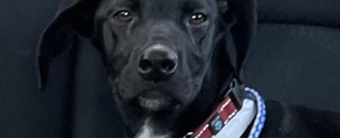 Head shot, full face of one of the black puppies.