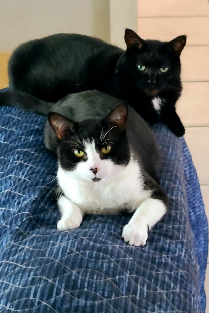 Ralphie and Willie on the bed looking at the camera.