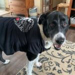 Supporter's dog, Satchel, wearing at Satchel's heart t-shirt.