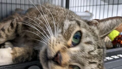 Head shot of Zazu hanging out of the crate.