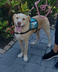 Bernie standing outside The Black Dog General Store in St. Armands wearing our new donation vest.