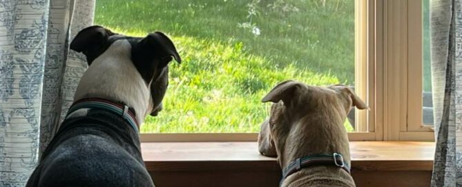 Ducky and Shiloh standing looking out of the window.