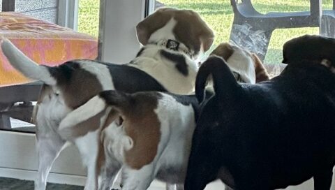 Harlan with her siblings standing looking out of the window.