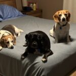 Harlan on the bed with her canine siblings.