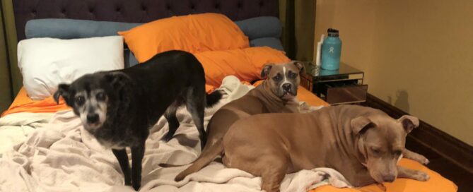 Misty on the bed with her siblings, Cappy and Summer.