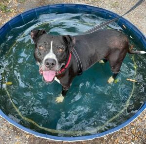 Princess in the kiddie pool at Satchel's.