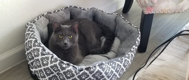 Shadow laying on his bed, looking at the camera.