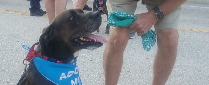 Trouble sitting, looking up at a volunteer at the parade.