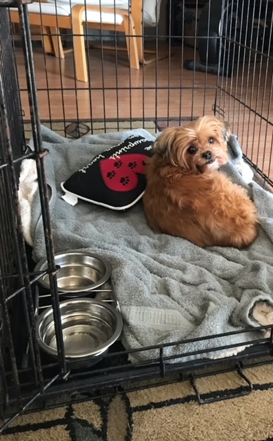 Bailely laid on a bed in her crate, looking at the camera.