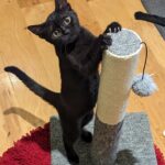 Blair standing front legs on a cat scratch post.