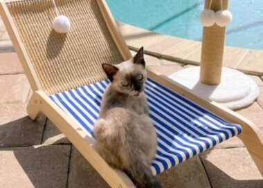 Bristol (now Tillie) on a lounge chair.