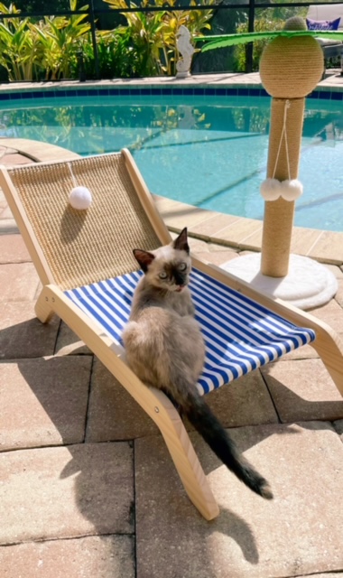 Bristol (now Tillie) on a lounge chair.