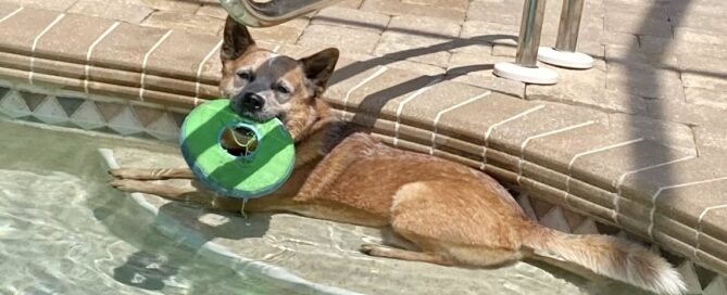 Buddy sitting on the pool step with a disk in his mouth.