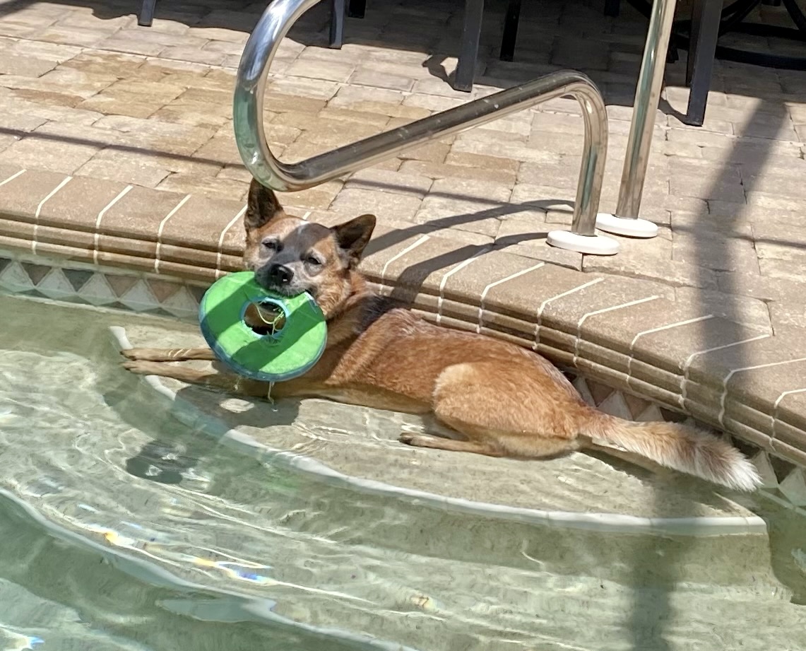 Buddy sitting on the pool step with a disk in his mouth.