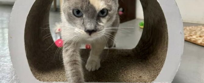 Enola stepping out of a cat tunnel.