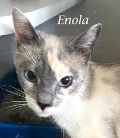 Head/facial view of Enola.
