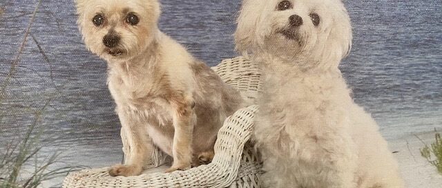 Howie (standing) and Sibling Nickel sitting on a stool.