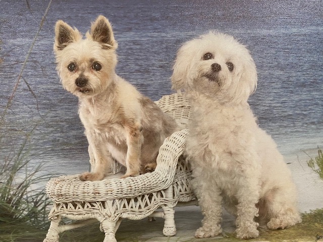 Howie (standing) and Sibling Nickel sitting on a stool.