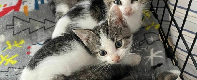 All five kittens in a row in a crate, looking at the camera.