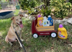 Bernie sitting with a wagon displaying laundry detergent.