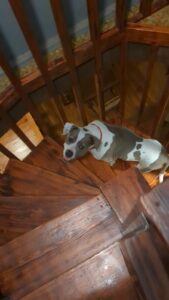 LouLou climbing the spiral staircase.