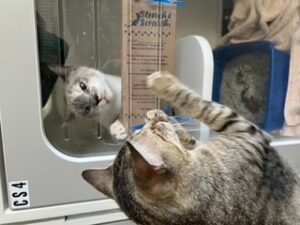 Oxford laying down, scratching at a condo with another cat in it.