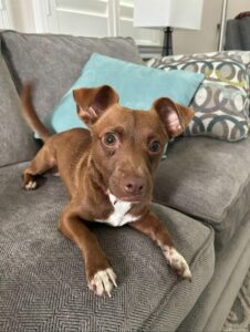 Rocco laid on the couch looking at the camera.