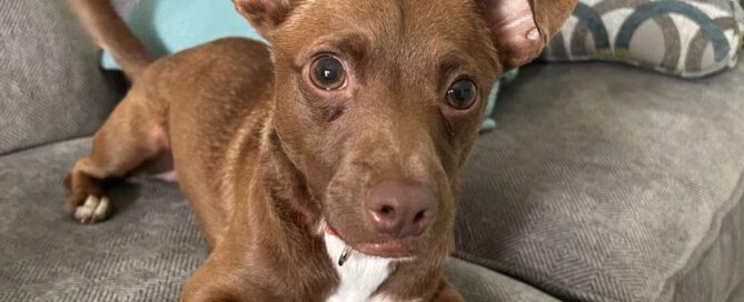 Rocco laid on the couch looking at the camera.