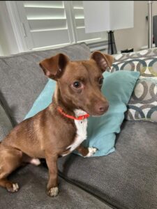 Rocco sitting on the couch.