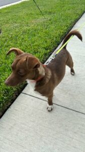 Rocco standing outside.