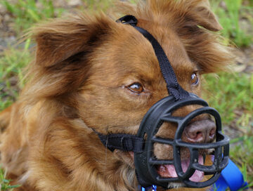 Winston weating a muzzle