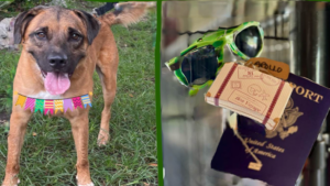 Apollo on one side, his passport sunglasses and suitcase hanging on the kennel on the other side.