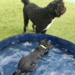 Bear and Pipa (in the kiddie pool)