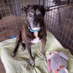 Brittany sitting in her kennel.