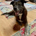 Brittany laying on the floor in a volunteer's home, toy beside, looking at the camera.