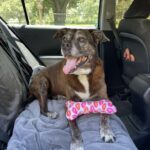 Brittany laying in the back seat of a car, tongue out and happy.