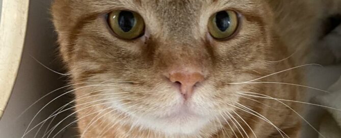 Facial view of Butterscotch.