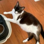 Casanova standing front feet on his food bowls in his new home.