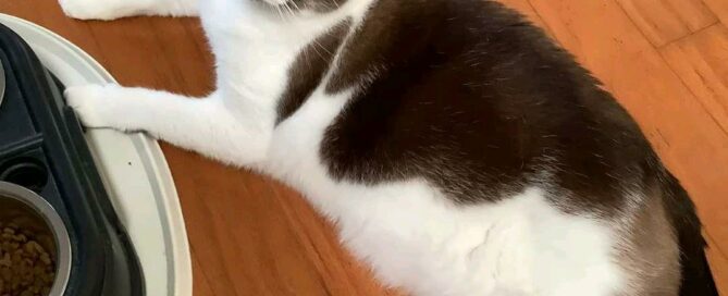 Casanova standing front feet on his food bowls in his new home.