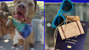 Colt on one side, his passport sunglasses and suitcase hanging on the kennel on the other side.