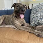 Ellie laying on the couch, tongue out.