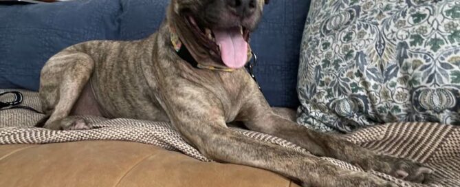 Ellie laying on the couch, tongue out.