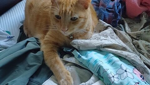 Hamish laid on the bed looking at the camera.