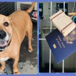 Jaxy standing in his kennel looking at the camera. Second picture of the passport, suitcase and sunglasses on the outside of his kennel.