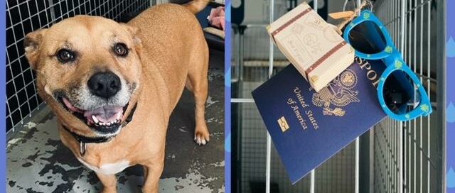 Jaxy standing in his kennel looking at the camera. Second picture of the passport, suitcase and sunglasses on the outside of his kennel.