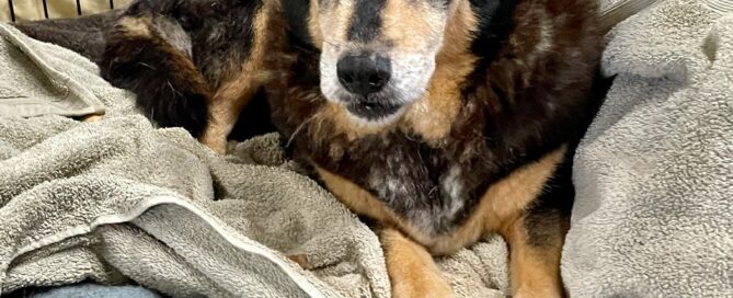 Kaylea laying on her bed in her kennel looking at the camera.