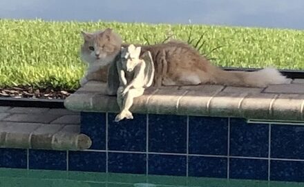 Otis laying by the pool edge.