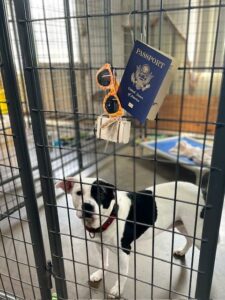 Peppy in her kennel decorated with passport, sunglasses and suitcase.