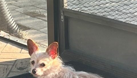 Pirelli laying on the lanai, looking at the camera.