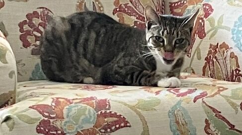 Sweeet Pea laying on a chair, looking at the camera.